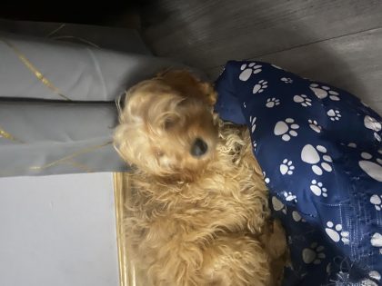 Cavapoo puppy