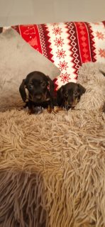 Miniature Dachshund Puppies for Sale in K56y397