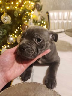 Staffordshire Bull Terrier Blue puppies