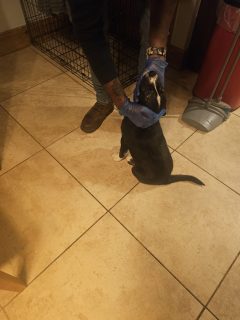 Dog for sale