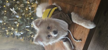Pomeranian for sale in Castletownbere - IKC registered