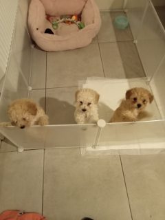 Toy Poodle Puppies in Cork City - Playful & Affectionate