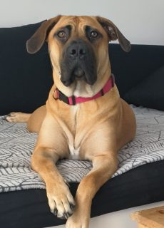 Friendly Mastiff for Sale in Cork