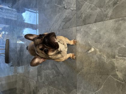 Brown French Bulldog for Sale in Dublin