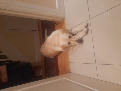 Labrador in Whitechurch - Energetic Companion
