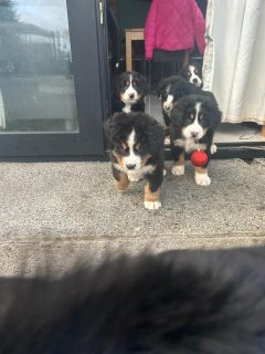 Bernese Mountain Dog in Galway - IKC Registered