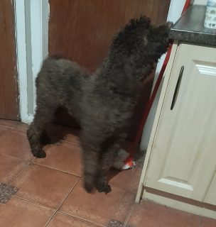 Brown Poodle for Sale in Virginia - IKC Registered