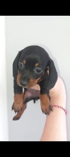 Miniature Dachshund in Swords - Affectionate Pup