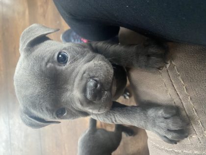 Staffordshire Bull Terriers in Mullingar - IKC Registered
