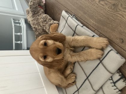 Golden Cocker Spaniel in Tralee - IKC Registered