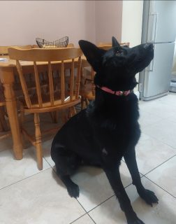 Black German Shepherd in Wexford Town