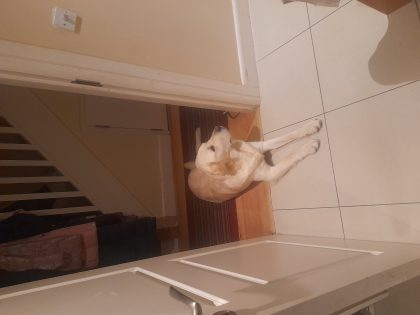 Cream Labrador for Sale in Cork - IKC Registered