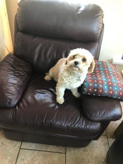 Beautiful Cavachon