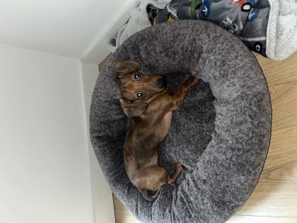 Playful Mini Dachshund in Dublin 24