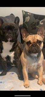 French Bulldogs for Sale in Lucan - IKC Registered