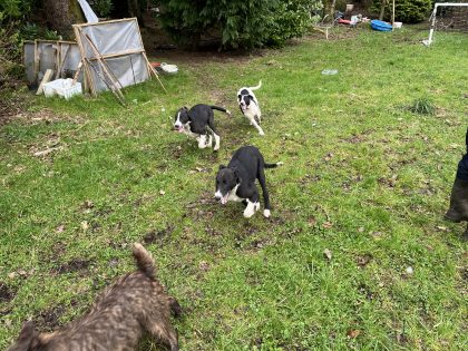Lurcher for sale in Castlebar - Friendly Pup