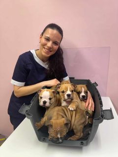 British Bulldogs in Limerick - IKC Registered