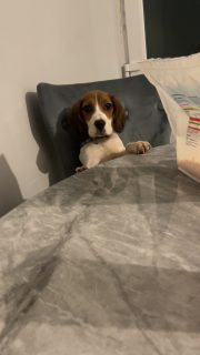 Beagle Puppies for Sale in Galway