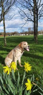 Golden Labrador Puppy for Sale in Beaumont
