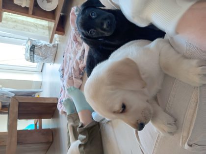 Black Labrador Puppies for Sale in Galway
