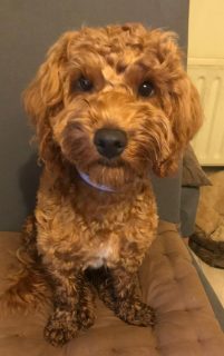 Cockapoo for sale in Carrickmacross