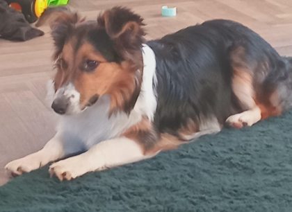 Rough Collie Mix for Sale in Trim, County Meath