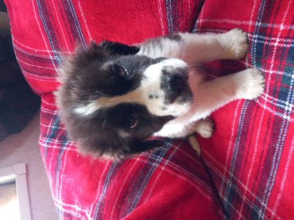 St Bernard x Springer Puppies in Wicklow