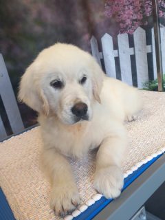 Purebred Golden Retriever in Mallow - Family Dog