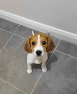 Friendly Beagle Puppy for sale in Blessington