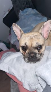 Fawn French Bulldog for sale in Newbridge