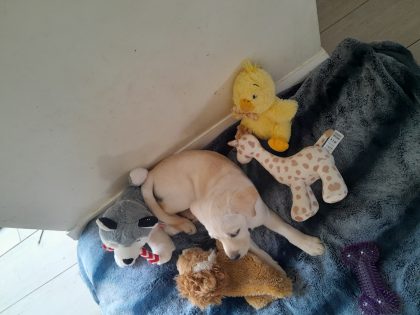 Golden Labrador in Portlaoise