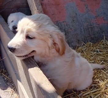 Golden Retriever Puppies in Mountbellew - IKC Pedigree