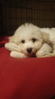 Bichon Frise Puppies for Sale in Gorey