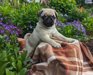 Fawn Pug Puppies for Sale in Cork - IKC Registered