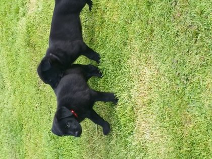 German Shepherd Puppies in Charlestown