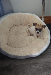 Bichon Frise Chihuahua Pup in Carndonagh