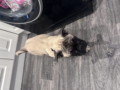 Frug Puppy for Sale in Charleville