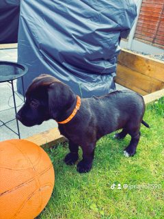 Lab x Ridgeback Puppies for Sale in Ballon