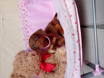 Miniature Dachshund Puppies for Sale in Dublin
