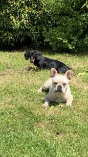 Bulldog for sale in Main St - IKC registered
