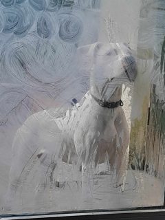 Dogo Argentino for sale in South East - Active & Affectionate