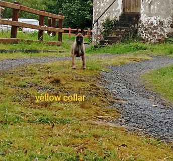 Fawn Belgian Shepherd Puppies in Ballymote