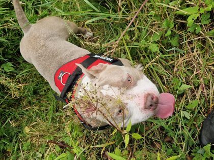 American Pocket Bully for Sale in Cavan