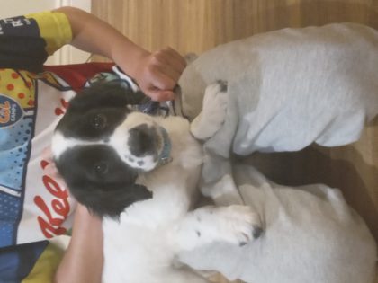 Sprollie Puppies for Sale in Swinford