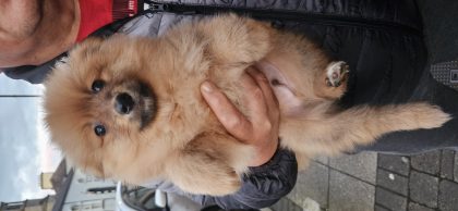 Red Pomeranian Puppy for Sale in Longfordtown