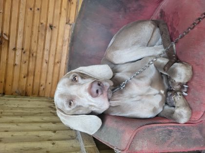 Weimaraner for sale in Leitrim Village - IKC registered