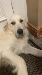 White Golden Retriever for Sale in Offaly