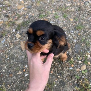 Cavalier King Charles Puppies in Ballina