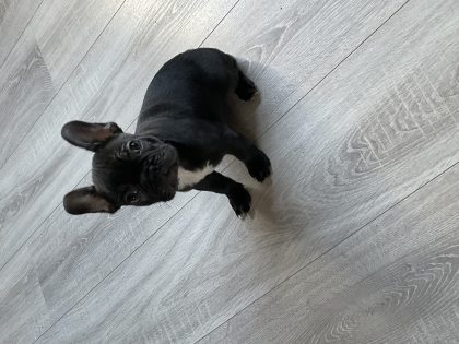 French Bulldog in Tipperary - Playful Pup