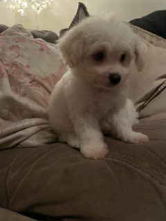 Cockapoochon Puppies for Sale in Louth